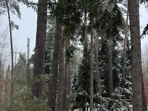 Prodej lesa, Milejovice, 2791 m2