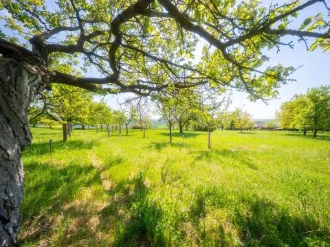 Prodej pozemku pro bydlení, Bučovice, 3623 m2