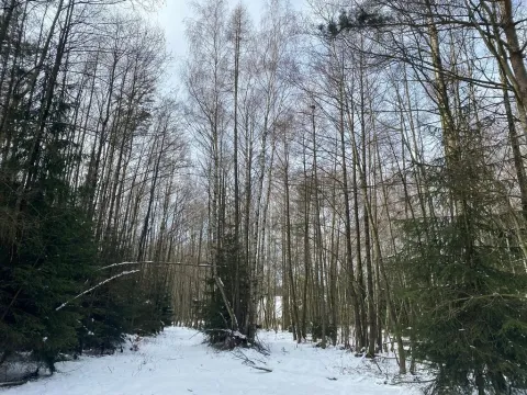 Prodej lesa, Volfířov - Brandlín, 3892 m2