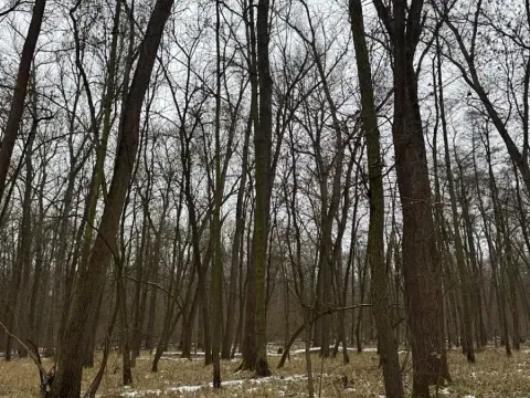 Prodej lesa, Přerov nad Labem, 2268 m2