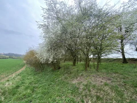 Prodej pozemku, Štětí - Brocno, 273 m2