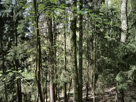 Prodej lesa, Dobřany, 12043 m2