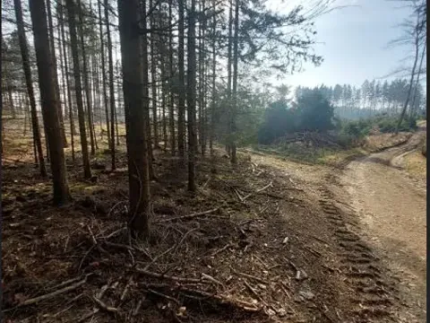 Prodej lesa, Načeradec, 2043 m2