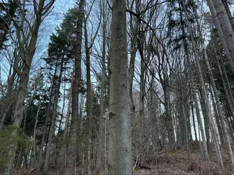 Prodej lesa, Zděchov, 5729 m2