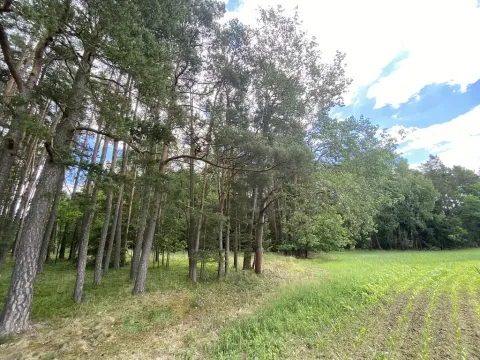 Prodej lesa, Slabčice - Nemějice, 1004 m2