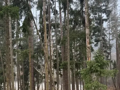 Prodej lesa, Vacov, 24200 m2