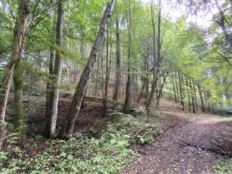 Prodej louky, Strážná, 212 m2