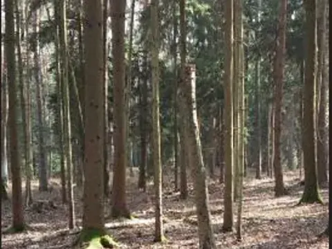 Prodej lesa, Hvozdec, 12572 m2