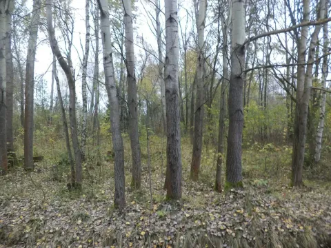 Prodej pozemku, Rozvadov, 2391 m2