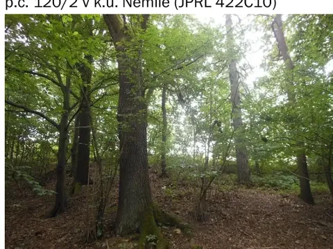 Prodej lesa, Nemile, 323 m2