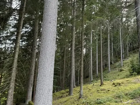 Prodej podílu lesa, Buk, 3198 m2