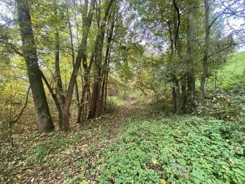 Dražba louky, Svijany, 1003 m2